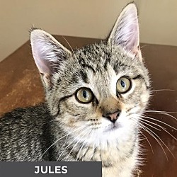 Thumbnail photo of Jules #1