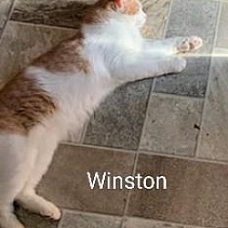 Thumbnail photo of Winston #3