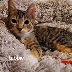 Thumbnail photo of Tabbie Gerlach #1