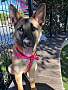 CECE - Belgian Malinois / Shepherd (Unknown Type) available for adoption