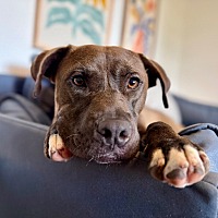adopt a pet
