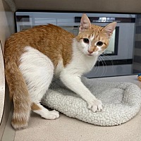 adopt a pet