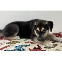 adopt-pet