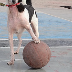 Thumbnail photo of Frankie-Indian Pariah dog #3