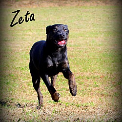 Thumbnail photo of Zeta~adopted! #1
