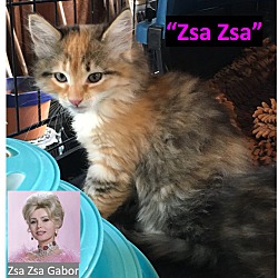 Thumbnail photo of Zsa Zsa #1