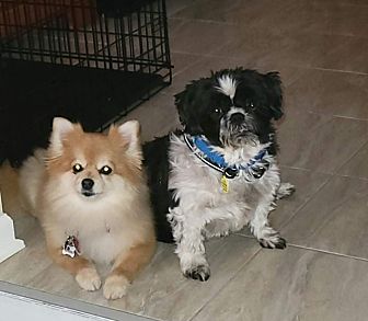 simparica trio for dogs petsmart