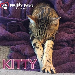 Thumbnail photo of Kitty (Courtesy Post) #3