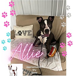 Thumbnail photo of Allie #1