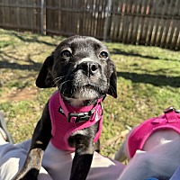 adopt a pet