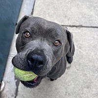 adopt a pet
