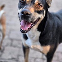 adopt a pet