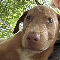 adopt a pet
