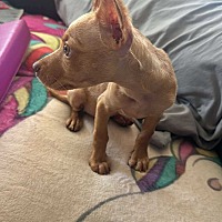 adopt a pet