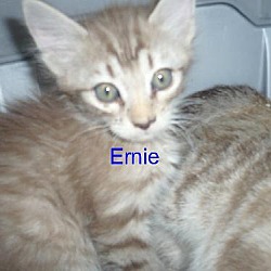 Thumbnail photo of Ernie #1