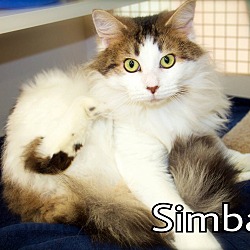 Thumbnail photo of Simba #2