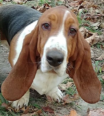 rescue basset hounds near me