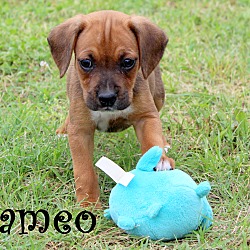 Thumbnail photo of Cameo~adopted! #3