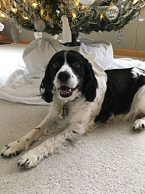 springer spaniel looking for new home