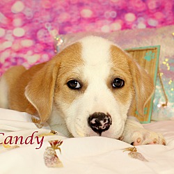 Thumbnail photo of Candy~adopted! #1