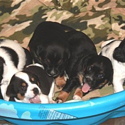 Thumbnail photo of Khloe & 6 puppies #4