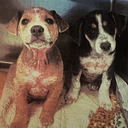 Photo of Two CattleDog Pups