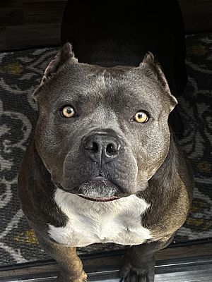 Chesterfield, Va - American Pit Bull Terrier English Bulldog. Meet 