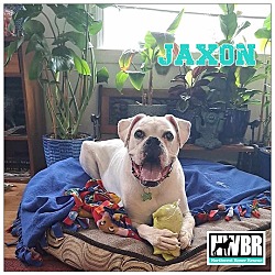 Thumbnail photo of Jaxon #1