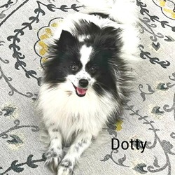 Thumbnail photo of Dotty #1