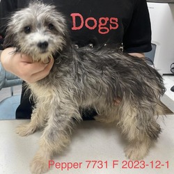 Thumbnail photo of Pepper 7731 #1