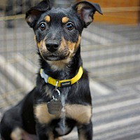 adopt a pet