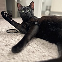 adopt a pet
