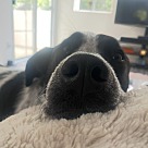 Adopt A Pet :: Pebble - Escondido, CA