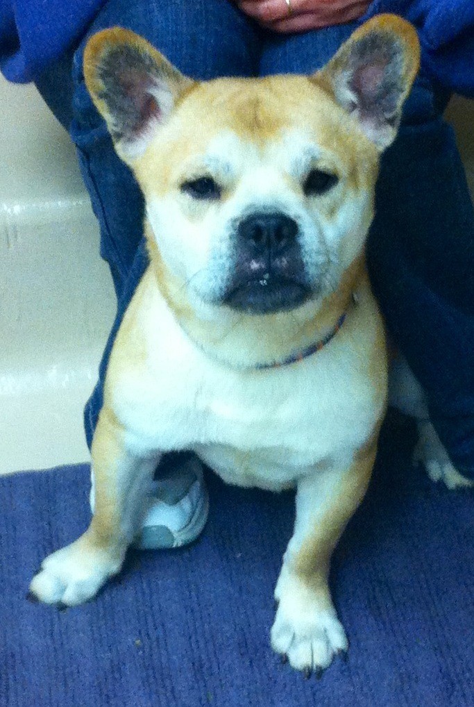 Battle Creek Mi French Bulldog Meet Oscar A Pet For Adoption