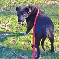 Thumbnail photo of Speckles, needs loving foster! #4