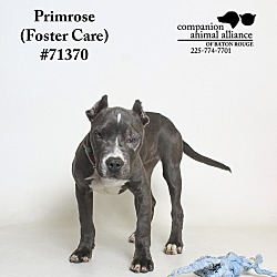 Thumbnail photo of Primrose  (Foster Care) #2
