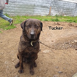 Photo of TUCKER