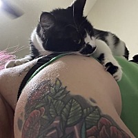 adopt a pet