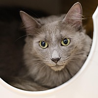 adopt a pet