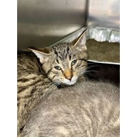 adopt-pet
