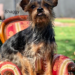 Thumbnail photo of Shaggy #2