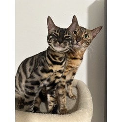 Thumbnail photo of Bengal kittens #4