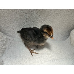 Photo of CHICK 10