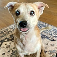 adopt a pet