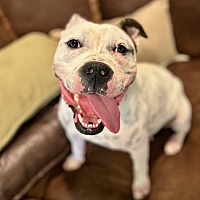 adopt a pet