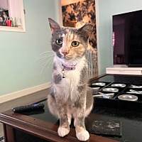adopt a pet