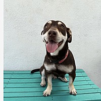 adopt a pet
