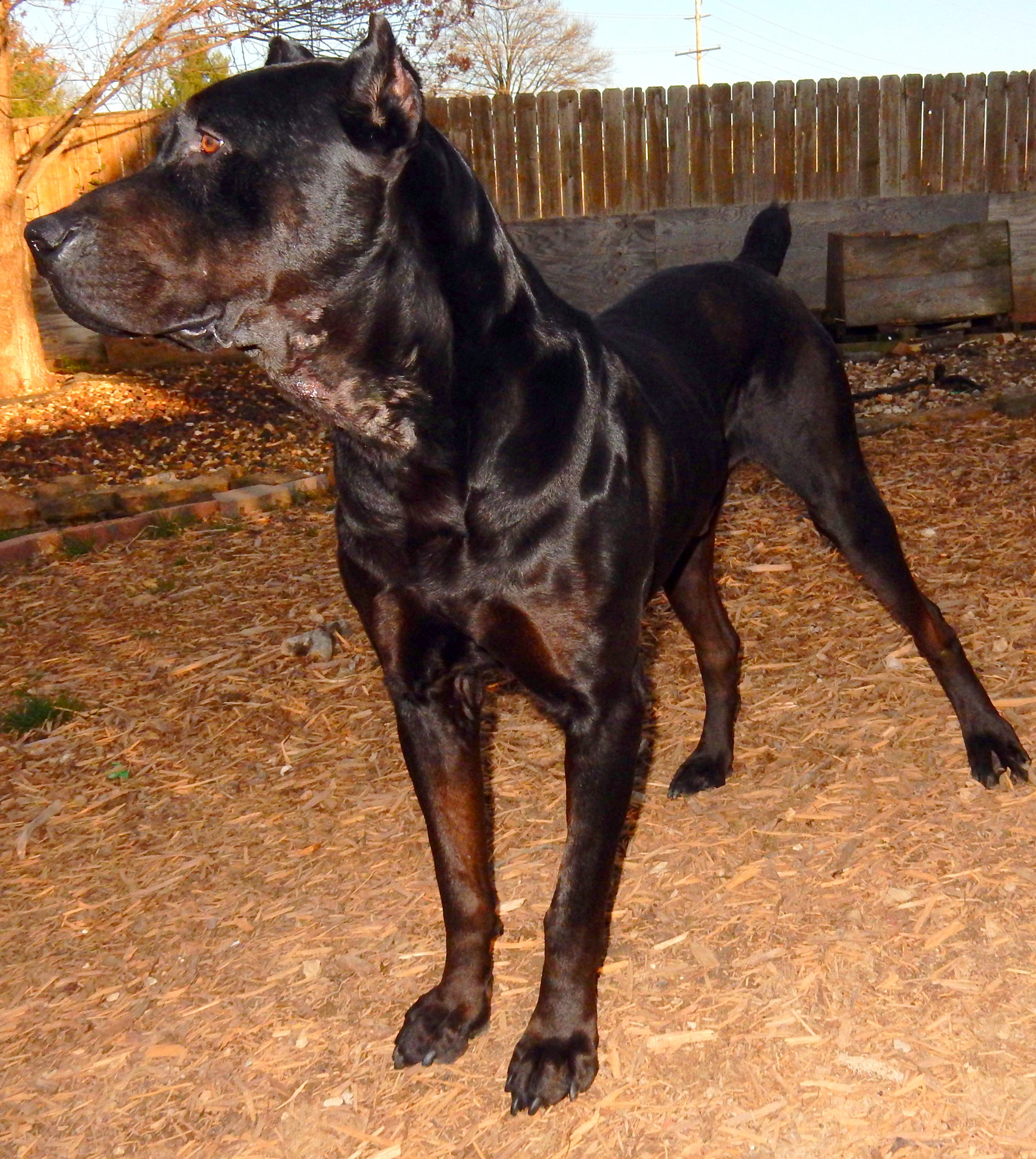 canis panther puppies for sale near me