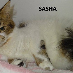 Thumbnail photo of SASHA--SWEETHEART #3
