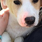 Corgi Puppies - Corgi Rescue and Adoption Near You